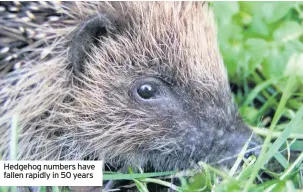  ??  ?? Hedgehog numbers have fallen rapidly in 50 years