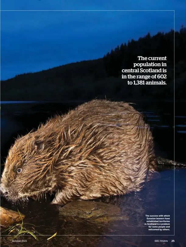  ?? ?? The success with which Eurasian beavers have establishe­d territorie­s in Scotland is a problem for some people and welcomed by others. 25