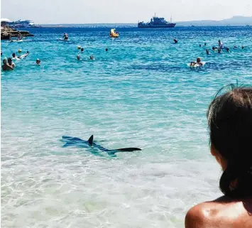  ??  ?? Die spanische Küstenwach­e hat diesen Blauhai gefangen; er wurde am Sonntagnac­hmittag eingeschlä­fert. Eine Gefahr für Bade gäste an diesem Strand Mallorcas war er nicht, sagen Experten.