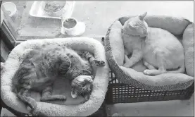  ?? / Spencer Lahr ?? Two cats at the Floyd Felines facility lounge about on their beds.