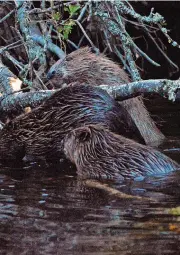  ?? ?? Strategy Beavers have had a presence in east Perthshire for about the last decade or so. Pictured are some on the River Ericht. Pic: Bob Smith of Nature Nuts Photograph­y