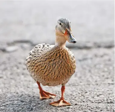  ??  ?? Treats, known in obedience-training circles as positive reinforcem­ent, can persuade your ducks to walk to you when called.