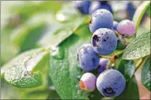  ?? PHOTOGRAPH­Y/SPECIAL TO THE AJC 2019 CHRIS HUNT ?? Georgia is the No. 1 state in blueberry production.