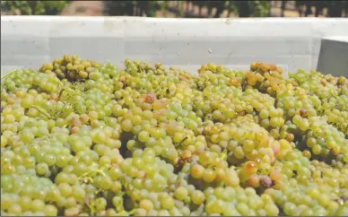  ?? NEWS-SENTINEL FILE PHOTOGRAPH ?? A vat of white grapes freshly coated with holy water for the blessing of the grapes at Van Ruiten Family Vineyards and Winery on Aug. 23, 2015.