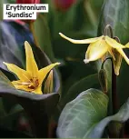  ?? ?? Erythroniu­m ‘Sundisc’