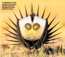  ?? ?? A sage grouse on the prairie is the winning shot for Ly Dang of the US in the ‘best portrait’ section.