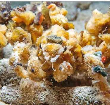  ??  ?? The decorator crab wanders the sea bed in a costume made from other marine life