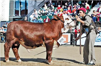  ?? DYN ?? Pista central. El toro Braford posa ante el jurado. Directivos de esta raza también firmaron el acuerdo.