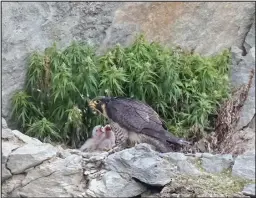  ??  ?? FEEDING TIME— Peregrine chicks are born with a light covering of down, are helpless, and need parental care in the nest. For the first 10 days or so after hatch the female typically remains at the nest, brooding the young, while the male hunts and brings them food. Here, the male had just delivered unidentifi­ed prey and the female was pulling it apart to feed three hungry, begging chicks.