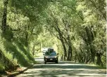  ?? Mark Boster/Los Angeles Times/TNS ?? Six Mile Road in the heart of Gold Country provides a scenic drive through a canopy of trees May 2, 2017, in the town of Murphys, California.