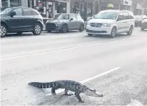  ?? @MAYSSAMAHA VIA TWITTER ?? See you later, alligator: Yes, that really was one crossing Jarry St. in Montreal on Sunday..