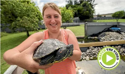  ?? PHOTO: DAVID UNWIN/STUFF ?? Sheryl Wishnowsky created Turtle Rescue Manawatu¯ after she was given a turtle by someone who could no longer look after it. She now looks after 39 turtles.