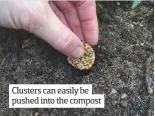  ??  ?? Clusters can easily be pushed into the compost