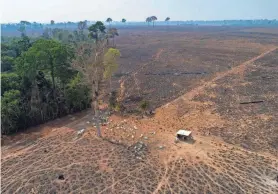  ?? ANDRE PENNER/AP ?? Cattle graze on land burned and deforested by cattle farmers near Novo Progresso, Para state, Brazil, on Aug. 23, 2020. Deforestat­ion in the Brazilian Amazon has increased during the first half of this year.