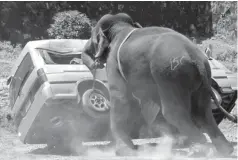  ??  ?? An elephant knocks over a car in this file picture