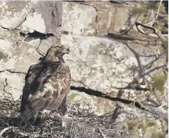  ??  ?? 0 Golden eagles are Scotland second-largest bird of prey