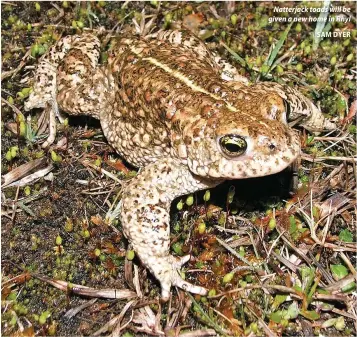  ?? SAM DYER ?? Natterjack toads will be given a new home in Rhyl