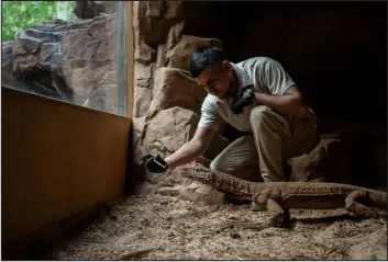  ?? JAÍR COLL FOR THE NEW YORK TIMES ?? A perentie, a type of monitor lizard, receives cannabis oil for pain from a degenerati­ve joint disease at the Cali Zoo.