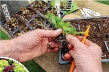  ?? ?? MOVING ON: Prick out seedlings into cell trays or small pots and before long you’ll have your own luscious plants, inset