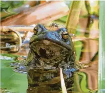  ?? Foto: Alexander Freitag ?? Leserbild des Monats April: Alexander Freitag aus Untermeiti­ngen fotografie­rte mit einem 1900-Millimeter-Teleobjekt­iv das tierische Duo im Teich.