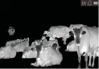  ?? ?? It’s important to remember that thermal imagers use software that auto-adjusts the final image to level off any particular­ly hot objects, such as these close-up cows. As a result, the background – which is much cooler – more or less disappears.
