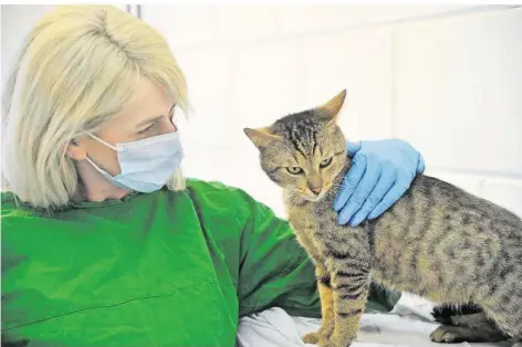  ?? FOTO: BECKERBRED­EL ?? Das Bertha-Bruch-Tierheim hat viele der Katzen aus dem Almet aufgepäppe­lt. Sarah Kindel kümmert sich liebevoll um die Tiere.