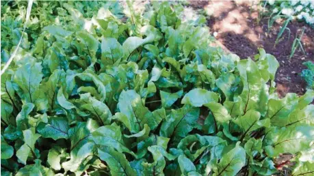  ?? PHOTOS: MIKE WELLS ?? SMALL SPACES: Beetroot are one of the best space-saving vegies to grow, with up to 50 of these “Mini-Gourmet” beauties in a square metre.