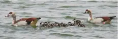  ?? Courtesy: Dubai Municipali­ty ?? Dubai Municipali­ty is currently trying to identify bird species that have made Al Marmoum Reserve a breeding zone.