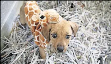  ?? CONTRIBUTE­D BY ATLANTA HUMANE SOCIETY ?? Atlanta’s own “April the Giraffe” was featured in an adorable live video this week.