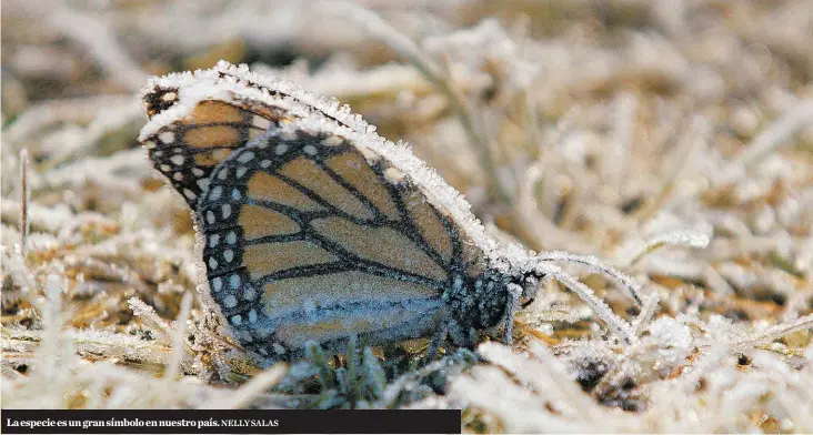  ?? NELLY SALAS ?? La especie es un gran símbolo en nuestro país.