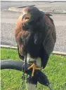  ??  ?? The hawk is being introduced to scare off the pesky gulls.