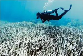  ??  ?? Ein großer Teil des Great Barrier Reef ist bereits ausgebleic­ht