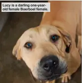  ??  ?? Lucy is a darling one-yearold female Boerboel female.