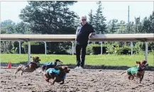  ?? SARAH FERGUSON TORSTAR ?? It was all about the dogs Sunday at Fort Erie Race Track. Thousands of people turned out for the second annual wiener dog races.