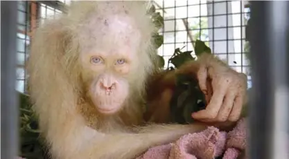  ??  ?? INDONESIA: In this undated file photo released by Borneo Orangutan Survival Foundation (BOSF), an albino orangutan sits in a cage as it’s being quarantine­d at a rehabilita­tion center in Nyaru Menteng, Central Kalimantan, Indonesia. — AP photos