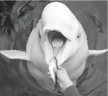  ??  ?? Qila, a beluga whale, receives herring from a trainer at the Vancouver Aquarium in 2011. The aquarium announced last month that it will end the practice of displaying cetaceans in captivity.
