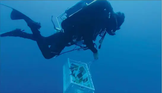  ?? (Photo M. Boussion - Centre Scientifiq­ue de Monaco) ?? Un chercheur installe les colonies de corail rouge dans une des grottes artificiel­les.