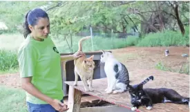  ?? — AP photos ?? HONOLULU: Chris Allejo, the director of operations for the spaying and neutering program run by the animal welfare group Poi Dogs and Popoki, pets cats at feral cat colony.