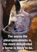  ??  ?? The worse the pleuropneu­monia is, the more dehydrated a horse is likely to be.