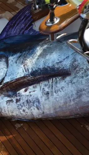  ??  ?? Several blue marlin over 1,000 pounds have been caught over the years off Oregon Inlet. The current state record, a 1,228.5-pound fish, was landed aboard Mimi in 2008 (left). Yellowfin tuna are a mainstay of the local charter fleet (below).