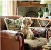  ?? JANE USSHER/NZ HOUSE AND GARDEN ?? A pup looking comfy in an armchair.