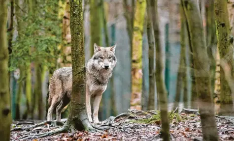  ?? Foto: Klaus-Dietmar, dpa ?? Mehr als 100 Jahre wurde kein Wolf in Bayern gesichtet – bis zum Mai 2006.