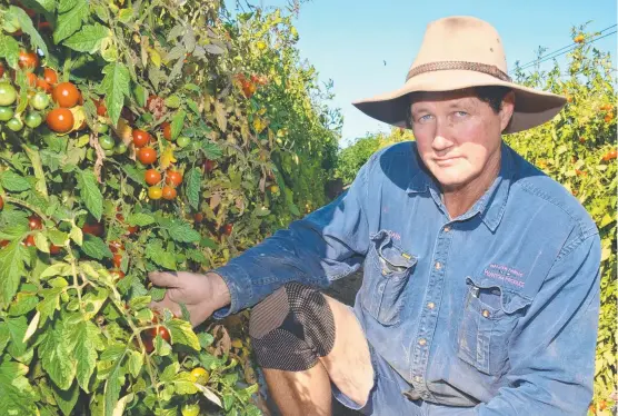  ?? Picture: JOHN ANDERSEN ?? REMAIN VIGILANT: Bowen’s Carl Walker wants fellow farmers to ensure their workers from the south are following COVID-19 health directions.