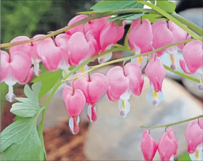  ?? [WALTERS GARDENS] ?? The intricate flowers of bleeding heart grace spring gardens in sun or shade.