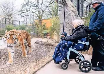  ?? FOTO: DPA ?? Rettungssa­nitäter Michael Tersteegen begleitet die an Krebs erkrankte Irmhild Bischof in einem Rollstuhl zu dem Tigergeheg­e im Allwetterz­oo.