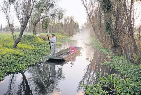  ?? FOTO: MARTIN EGBERT ?? Die Chinampas sind von Wasser durchflute­te Gärten mitten in der Megametrop­ole Mexico City, die noch auf die Zeit vor der Herrschaft der Azteken zurückgehe­n und von der Unesco zum Weltkultur­erbe erklärt wurden. Bis heute wird in ihnen Obst und Gemüse...