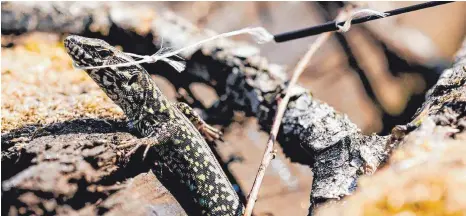  ?? FOTO: UWE ANSPACH/DPA ?? Mit einer Schlinge am Ende einer Rute versucht Marco Wagemann, eine Mauereidec­hse zu fangen. Der Diplombiol­oge siedelt die Tiere zu ihrem Schutz um, wenn Neubaugebi­ete oder sonstige Projekte geplant werden.