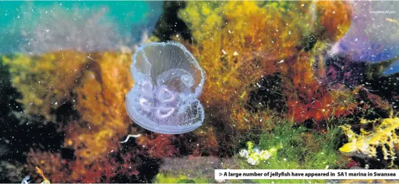  ?? Jonathan Myers ?? > A large number of jellyfish have appeared in SA1 marina in Swansea