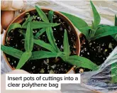  ?? ?? Insert pots of cuttings into a clear polythene bag