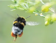  ?? BERND SETTNIK / THE CANADIAN PRESS / THE ASSOCIATED PRESS ?? A popular pesticide is placing bumblebee population­s at an increased risk of extinction, a new study suggests.